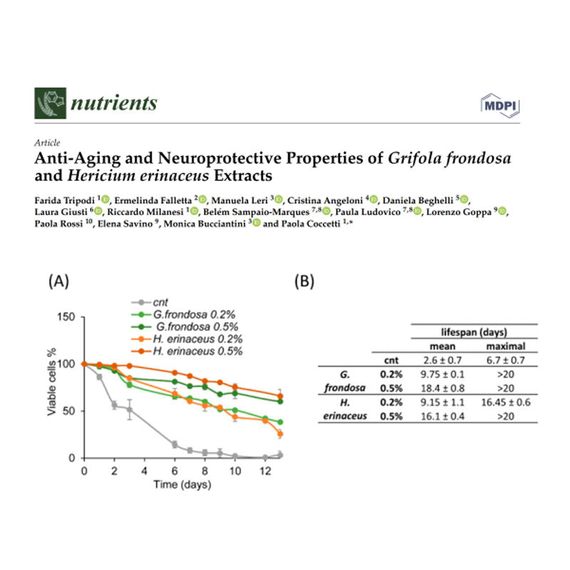 Exploring AntiAging and Neuroprotective Effects of Maitake and Lion's