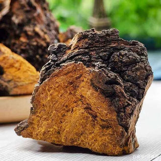 Chaga (Inonotus obliquus ): Biological Activity and Potential Applications
