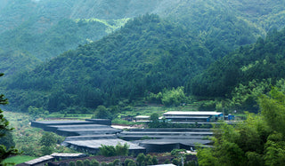 The Journey of Medicinal Mushrooms: From Farm to Powder