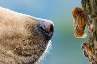 Turkey Tail Mushrooms for Dogs with Cancer: What You Need to Know