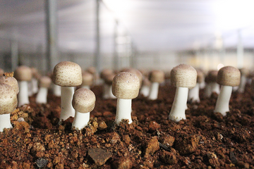 Can Mushrooms Increase Lifespan by 53%? 