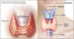 Lion’s Mane Mushroom and Thyroid Disease