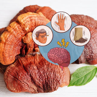 Pharmacological Effects of Ganoderma lucidum in Neurodegenerative Diseases (II) — Prevention and Treatment of Parkinson’s Disease