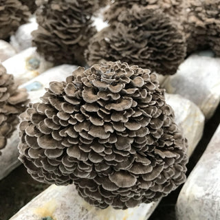 Can Maitake Mushrooms Help Lower Blood Pressure? Here’s What Science Says