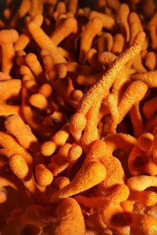 Cordyceps For Liver: The Body’s Natural Detox