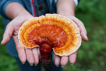 The Benefits of Reishi Mushrooms For Sleep