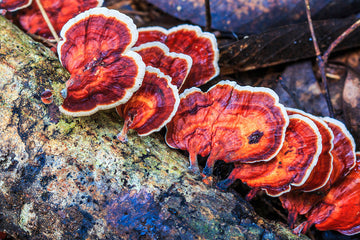 Reishi Mushrooms for Brain Health, Memory and Focus