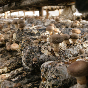 The best shiitake powder comes from the best shiitake mushroom