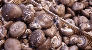 New Research Suggests: Lentinan from Shiitake Mushrooms Could Be a New Hope for Combating Alzheimer’s and Parkinson’s Diseases