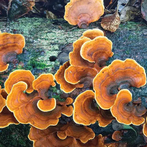 Turkey Tail For Liver: How The Mushroom Safeguards The Liver