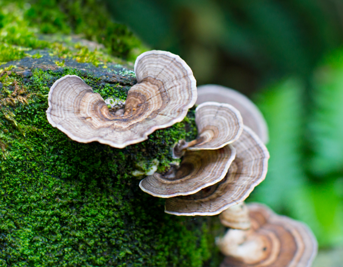 Ultimate Guide To Polypore Mushrooms – Dr Noel's Mushroom Powder