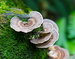 Ultimate Guide To Polypore Mushrooms