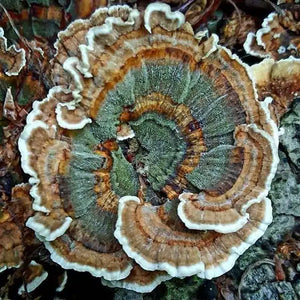 Turkey Tail Cancer Benefits: How The Mushroom May Help Fight Cancer