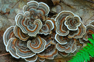 Turkey Tail Mushroom: A Superfood For Gut Health