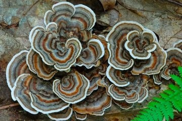 Turkey Tail Mushroom: A Superfood For Gut Health