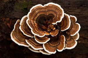 Exploring Turkey Tail Mushrooms For Diabetes