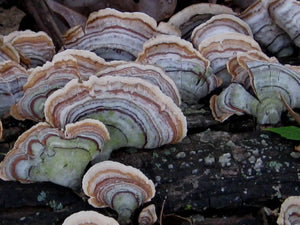 Turkey Tail Mushroom For Candida: How The Fungi Helps Fight Candidiasis