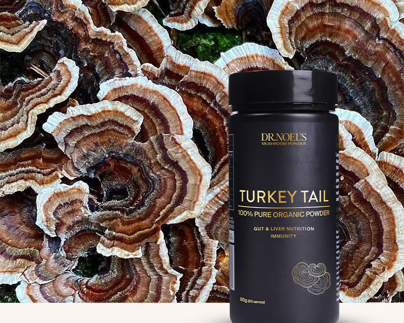 Ultimate Guide To Polypore Mushrooms – Dr Noel's Mushroom Powder
