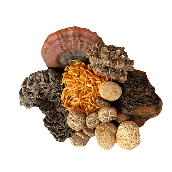 The Ultimate Mushroom Bundle