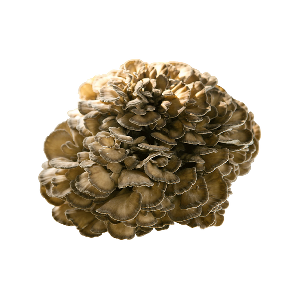 Close-up of Maitake mushrooms isolated on a white background