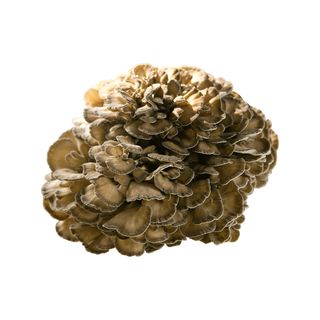 Close-up of Maitake mushrooms isolated on a white background