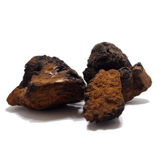 Chaga Mushrooms