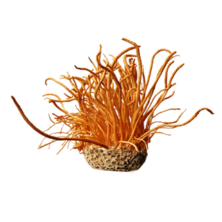 Organic Cordyceps militaris Mushroom