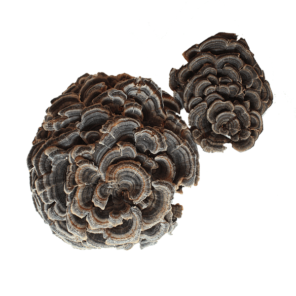 Wild Grown Turkey Tail Mushroom